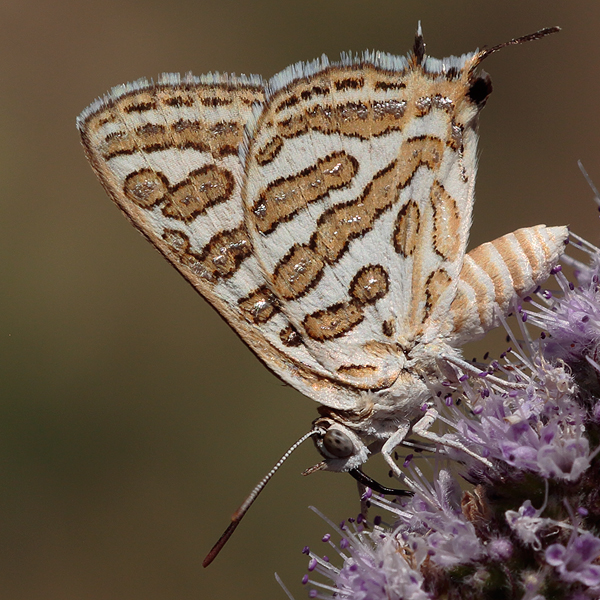 Cigaritis acamas