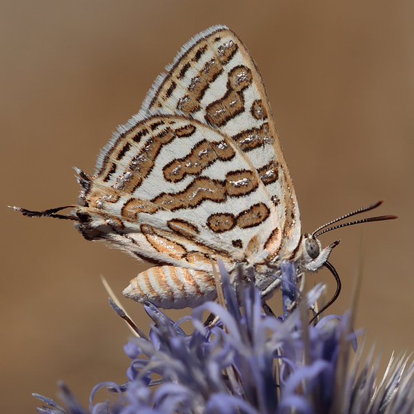 Cigaritis acamas