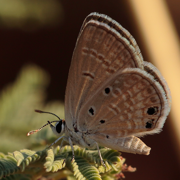 Luthrodes galba