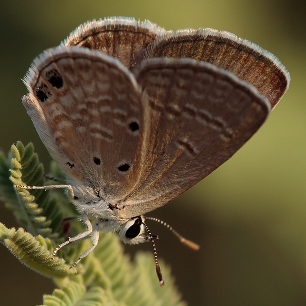 Luthrodes galba