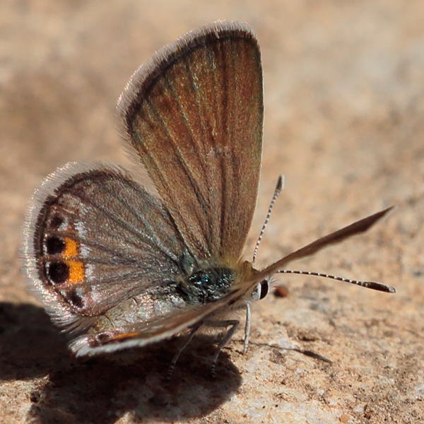 Freyeria trochylus