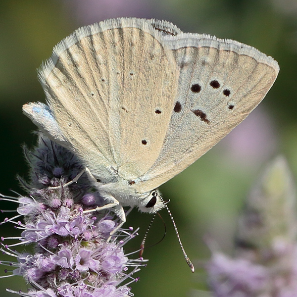 Polyommatus poseidon