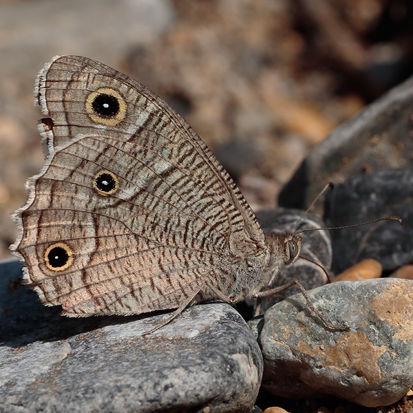 Hipparchia parisatis