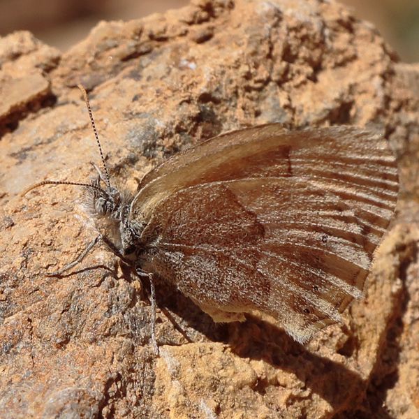 Coenonympha saadi