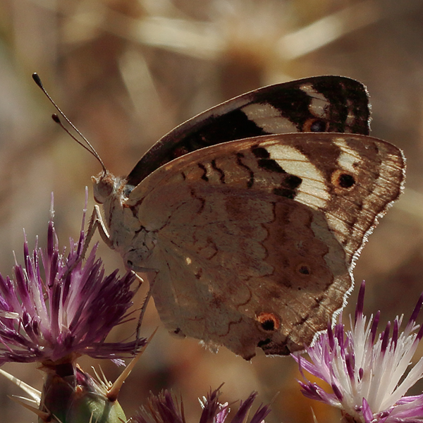 Junonia orithya