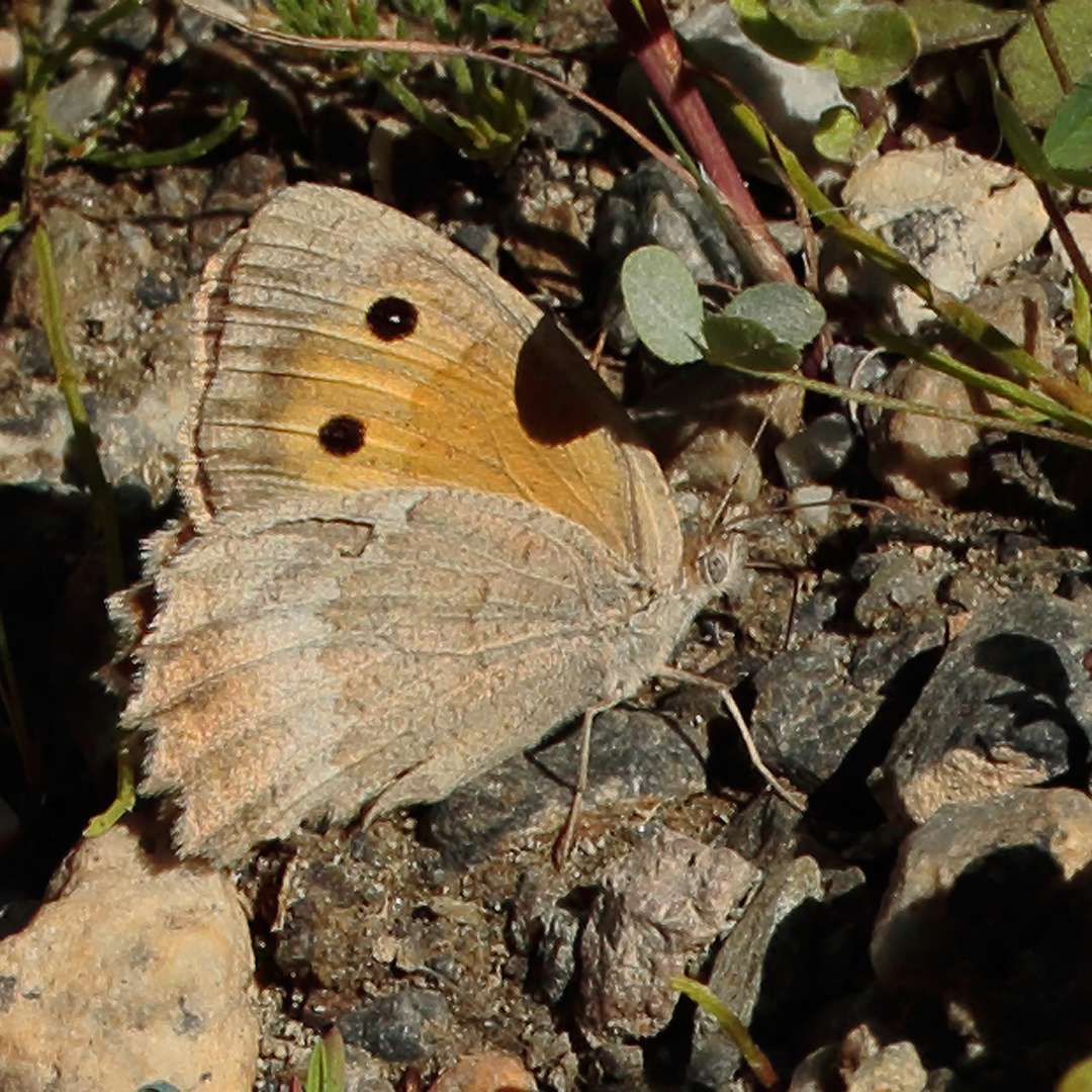 Hyponephele lycaonoides