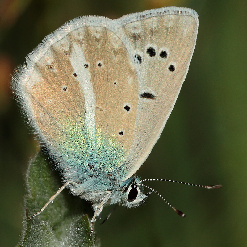 Polyommatus vanensis