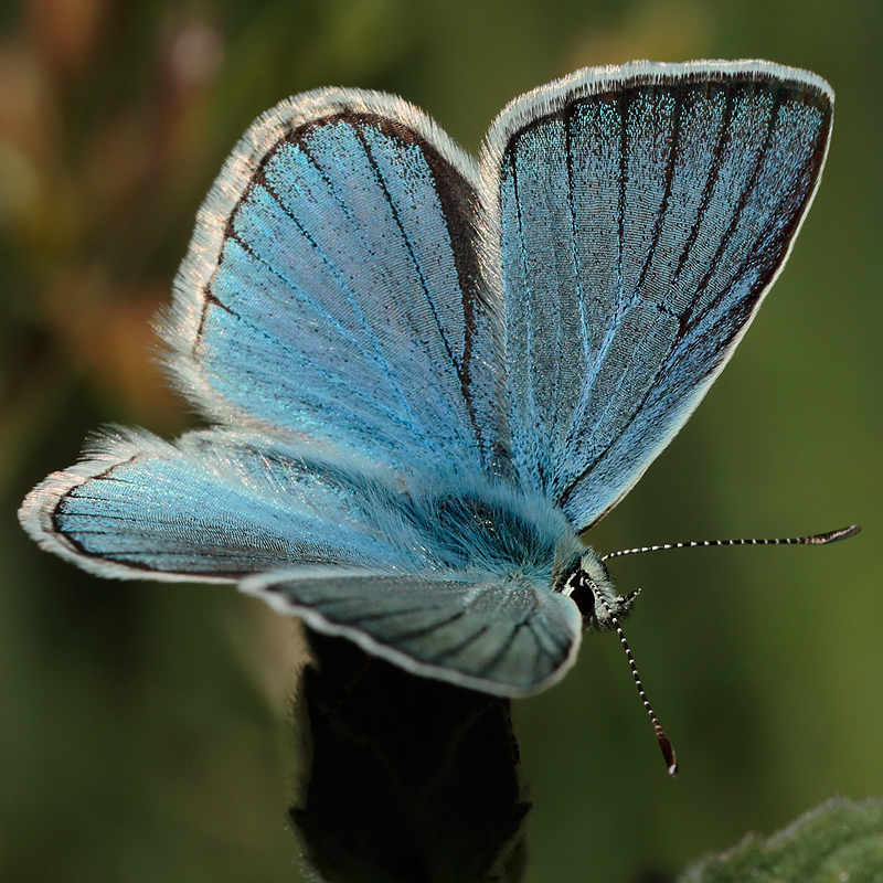 Polyommatus vanensis