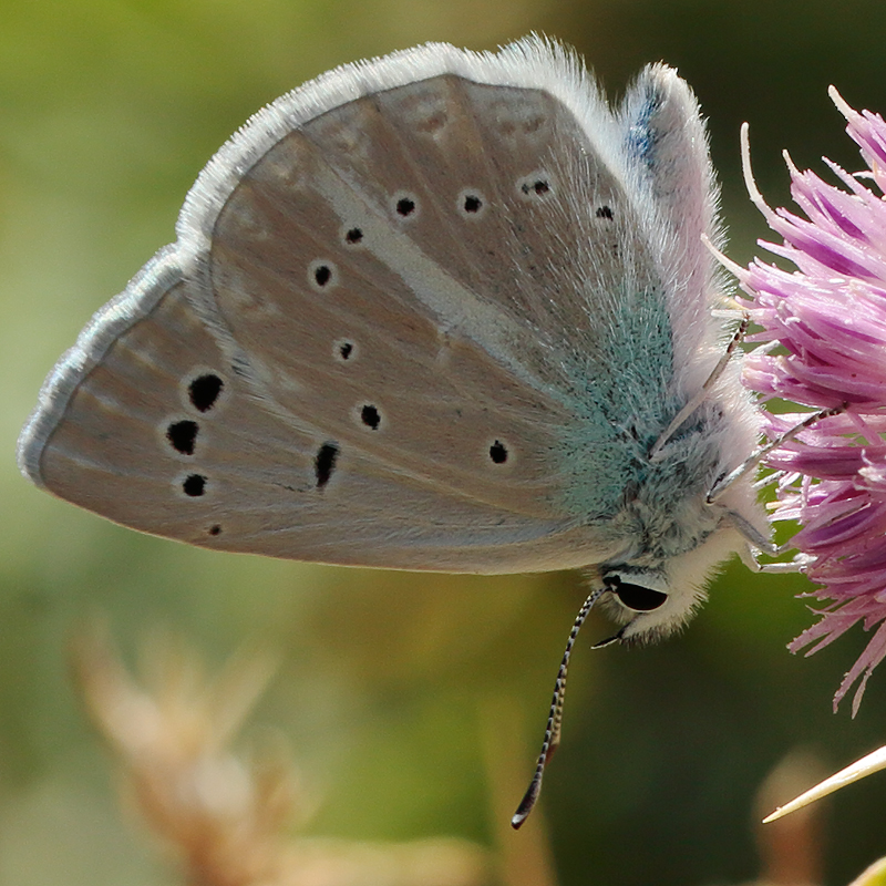 Polyommatus cyaneus