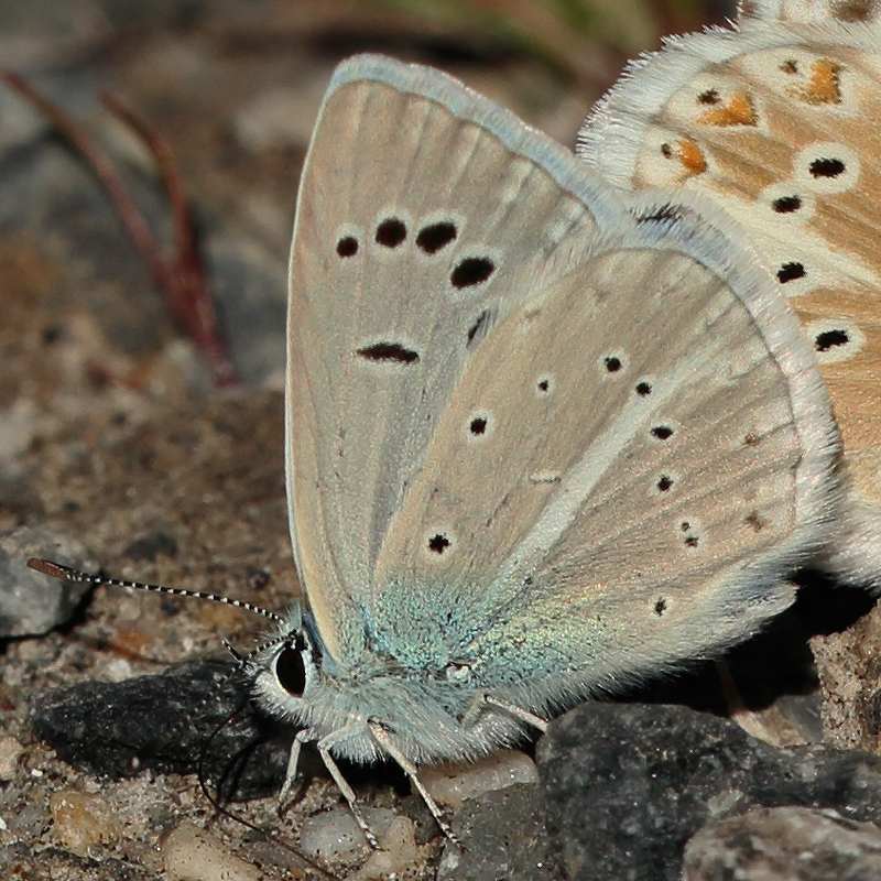 Polyommatus altivagans vaspurakani