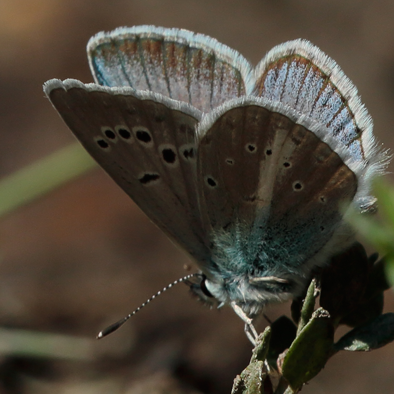 Polyommatus baytopi