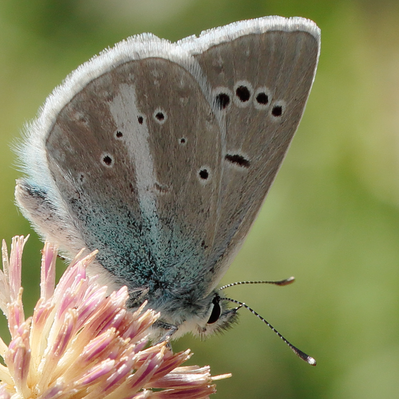 Polyommatus baytopi