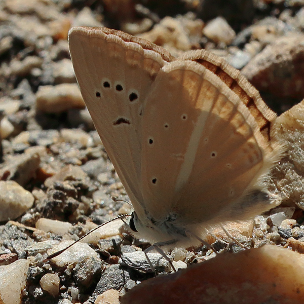 Polyommatus kurdistanicus