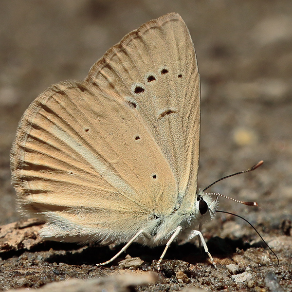 Polyommatus kurdistanicus