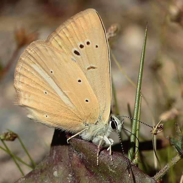 Polyommatus kurdistanicus