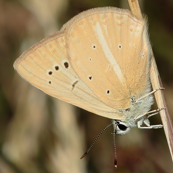 Polyommatus kurdistanicus