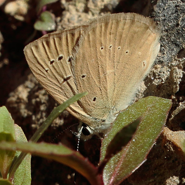 Polyommatus antidolus