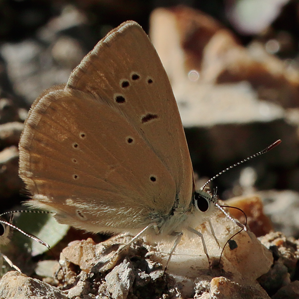 Polyommatus antidolus