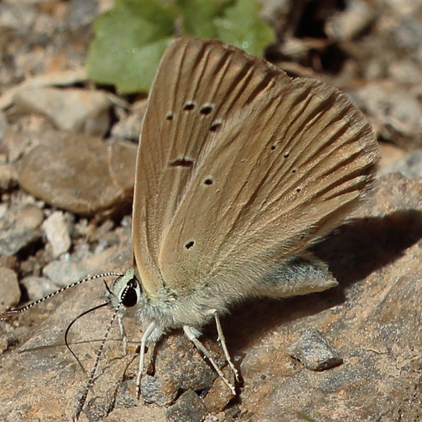 Polyommatus antidolus