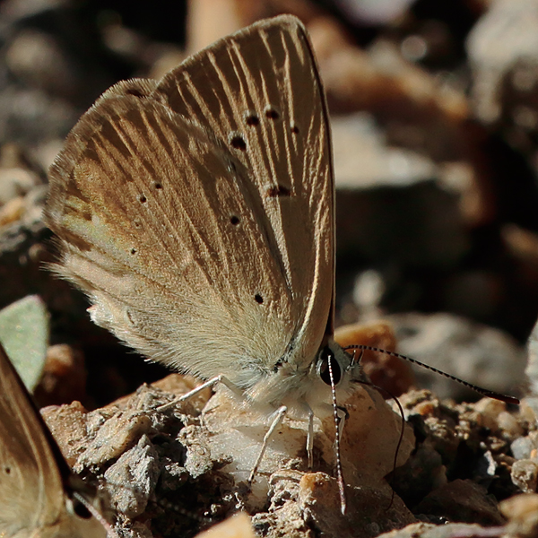 Polyommatus antidolus