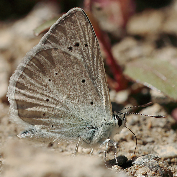 Polyommatus hopfferi