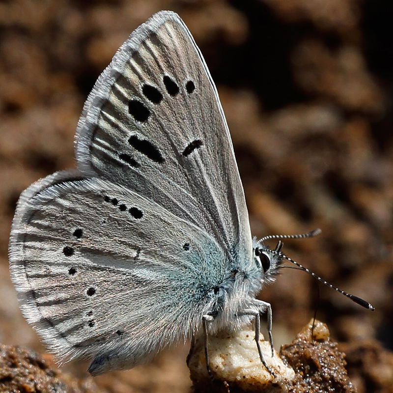 Polyommatus turcicus