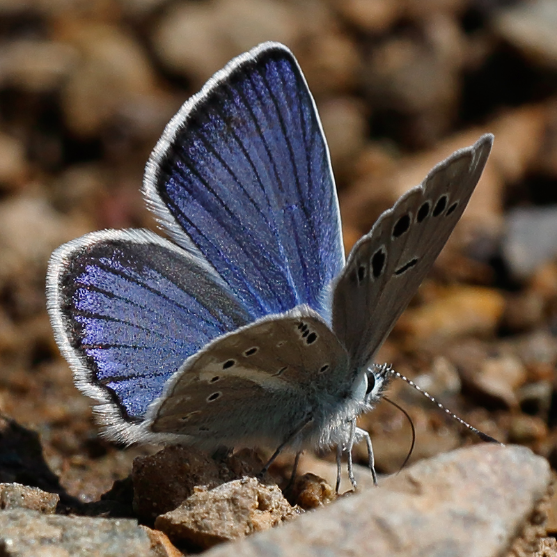 Polyommatus turcicus