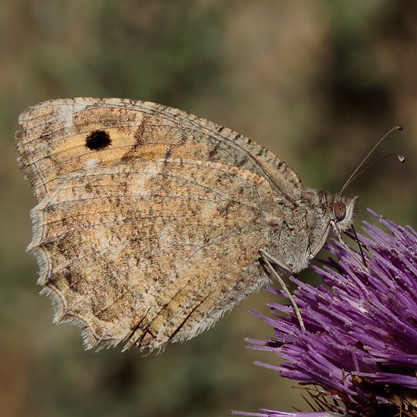 Pseudochazara pelopea