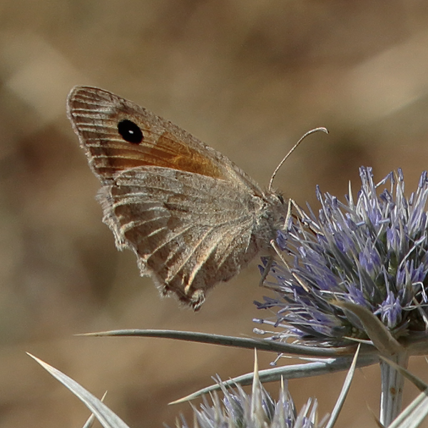 Hyponephele cadusia