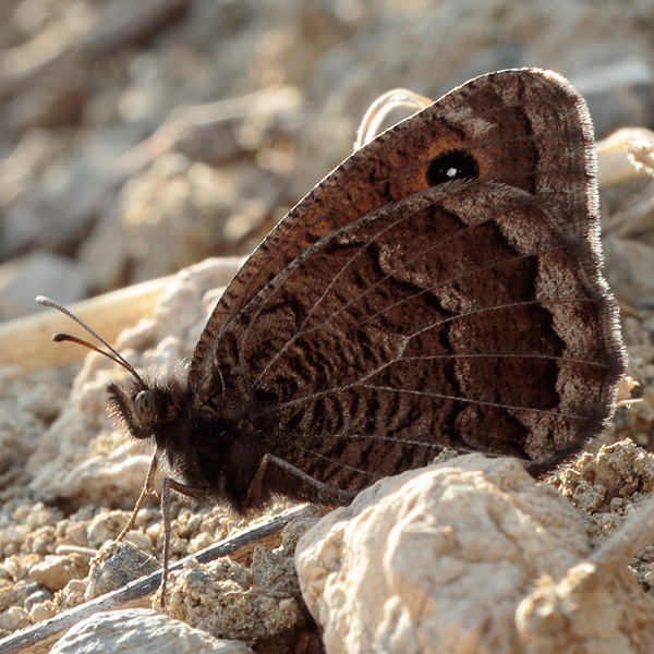 Satyrus parthicus