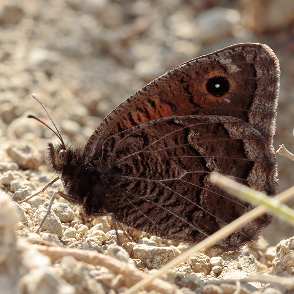 Satyrus parthicus