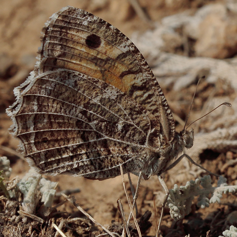 Chazara persephone