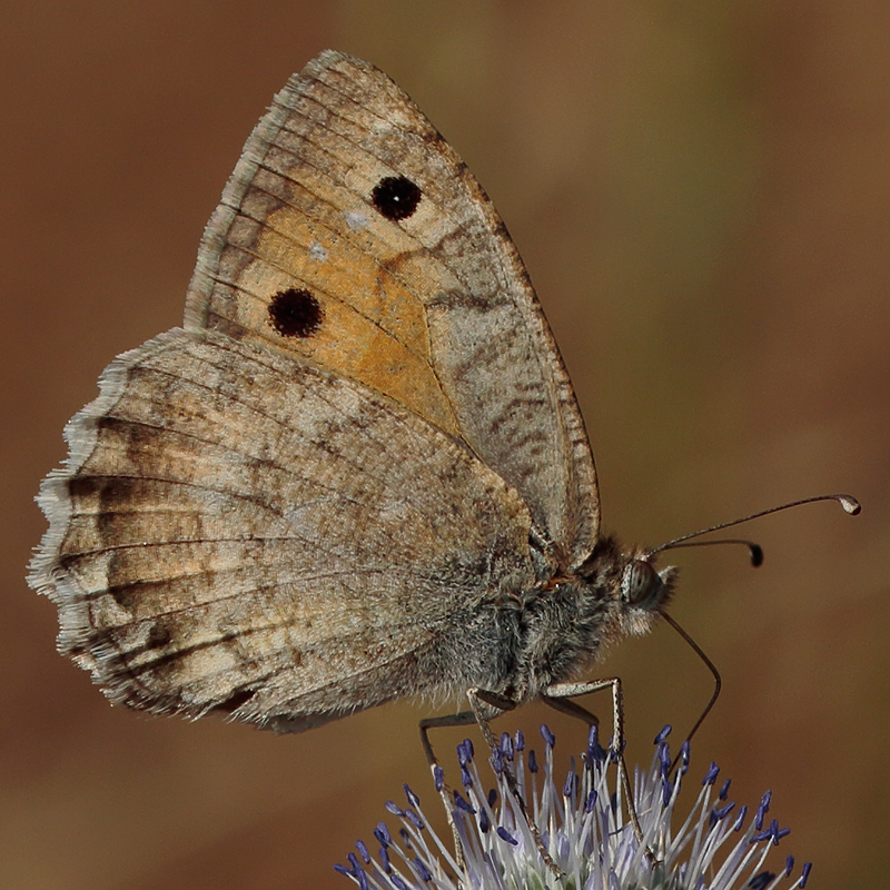 Pseudochazara mamurra