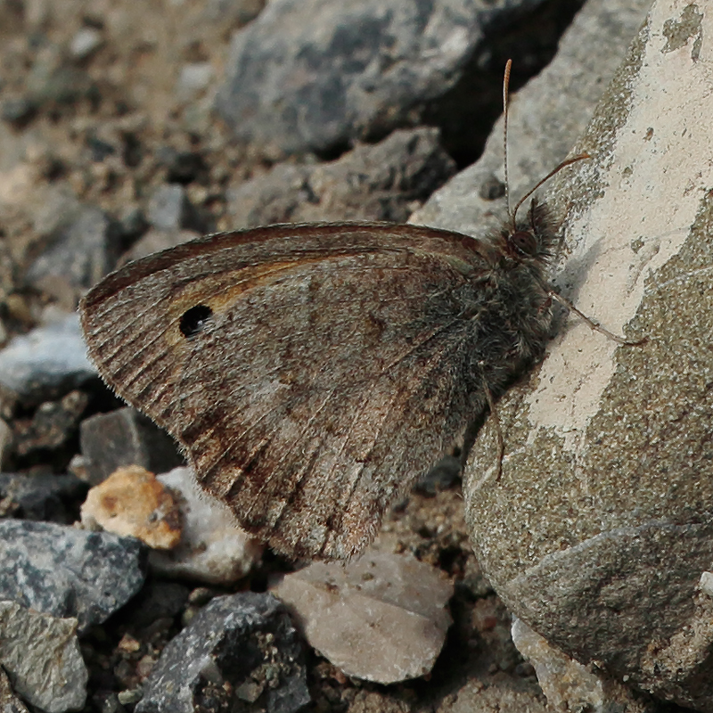 Hyponephele zuvandica