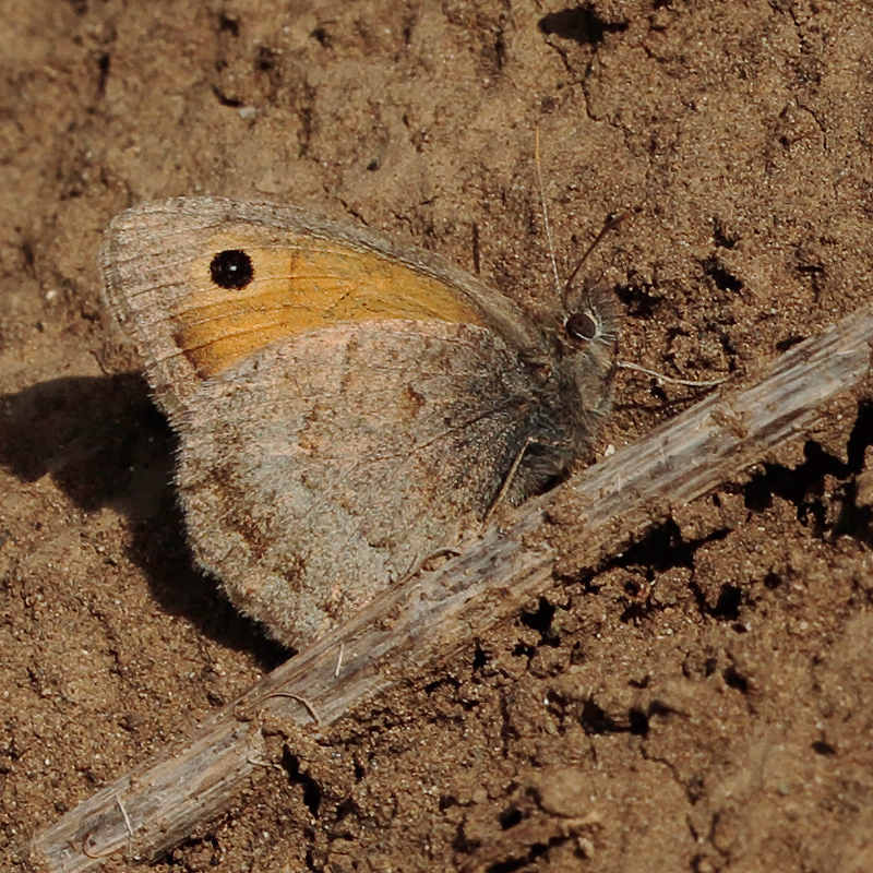 Hyponephele zuvandica