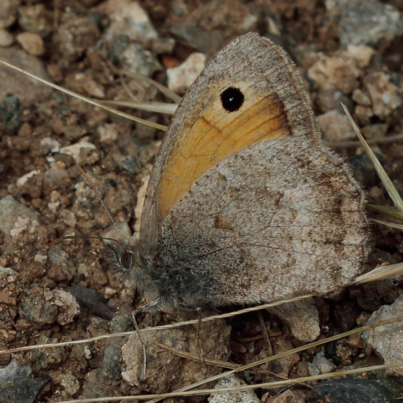 Hyponephele zuvandica