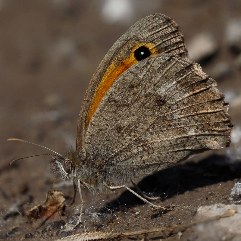 Hyponephele zuvandica