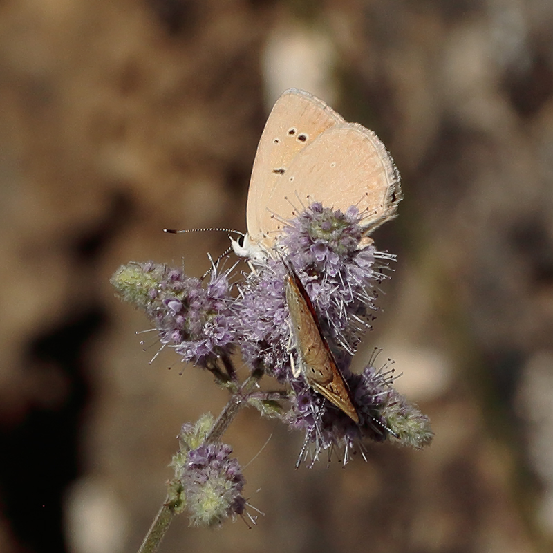 Polyommatus baytopi