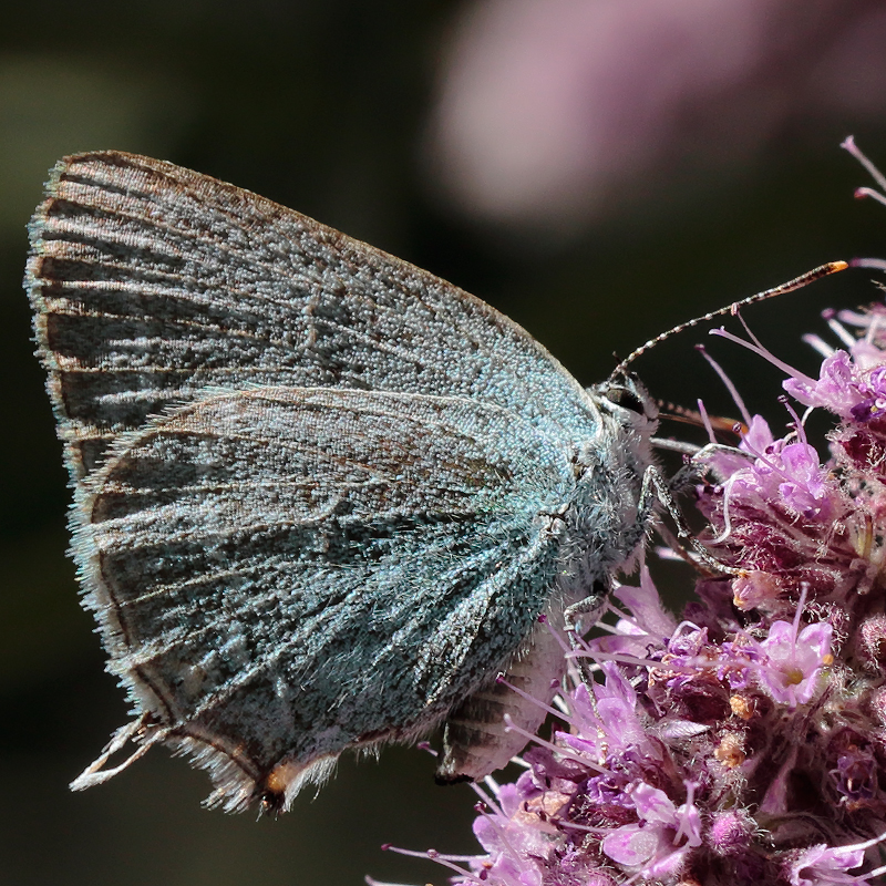 Satyrium myrtale