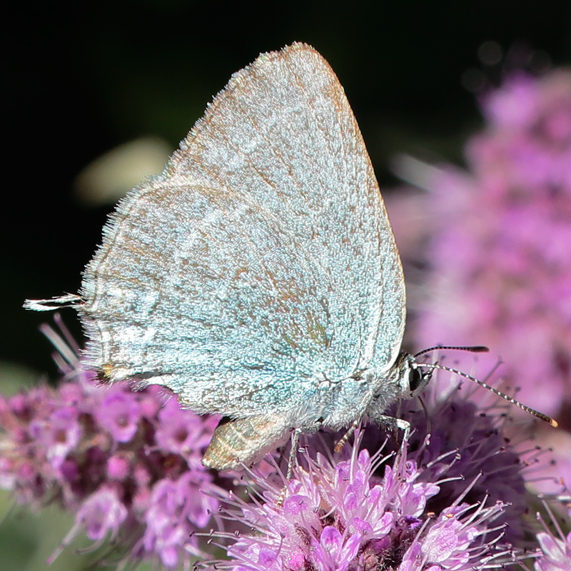 Satyrium myrtale