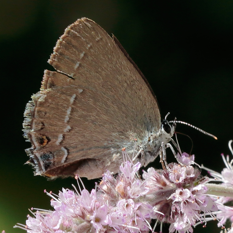 Satyrium marcidum