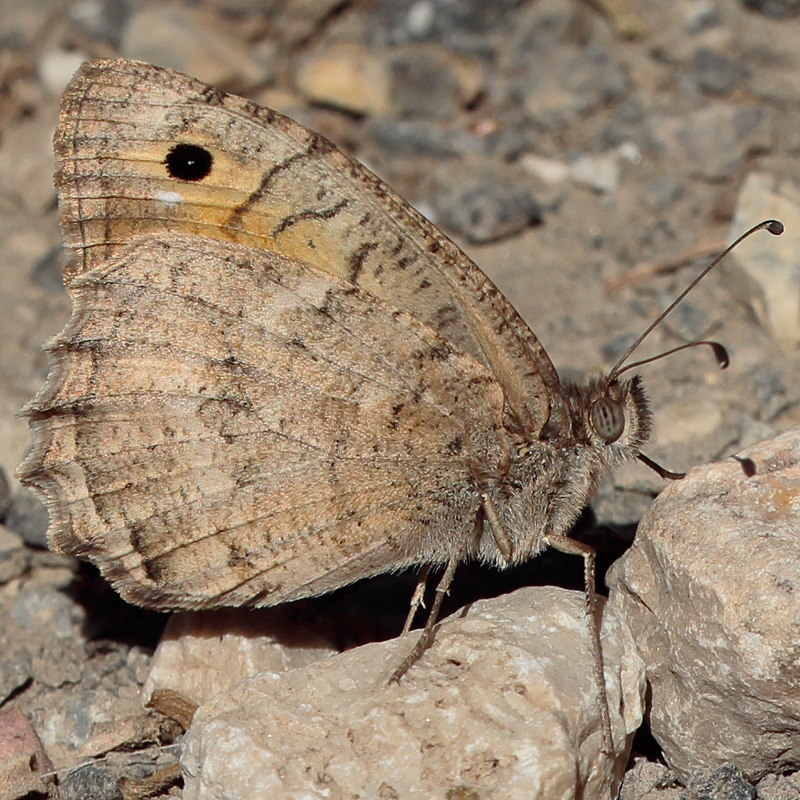 Pseudochazara pelopea