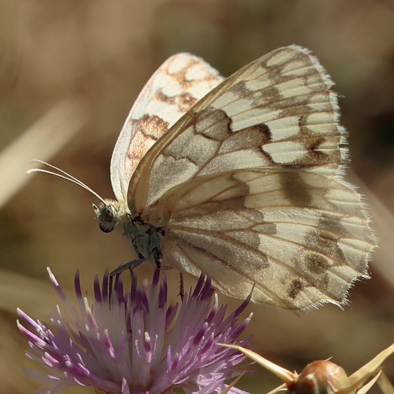 Melanargia hylata