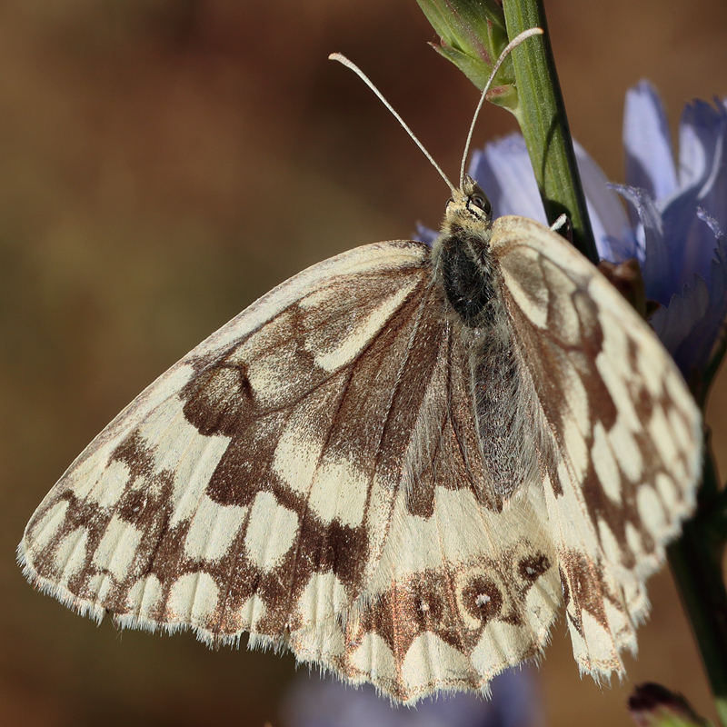 Melanargia hylata