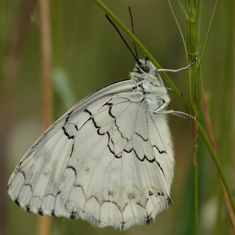 Melanargia grumi