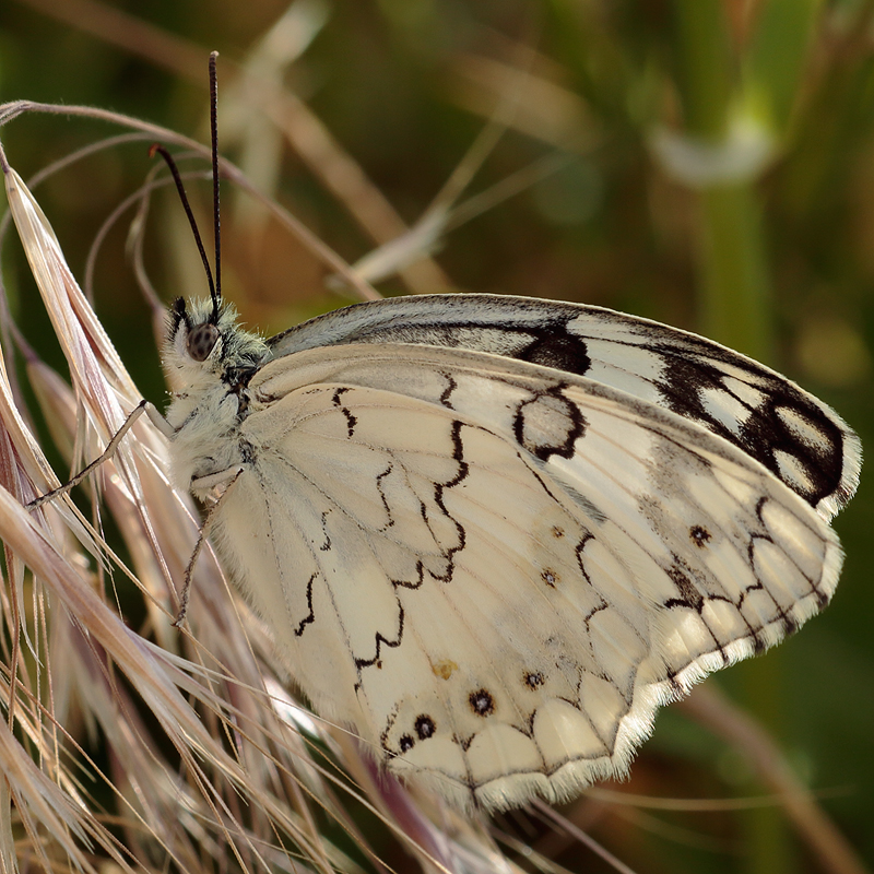 Melanargia grumi