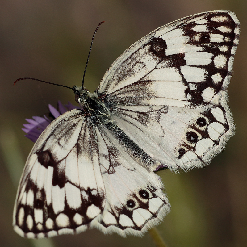 Melanargia grumi