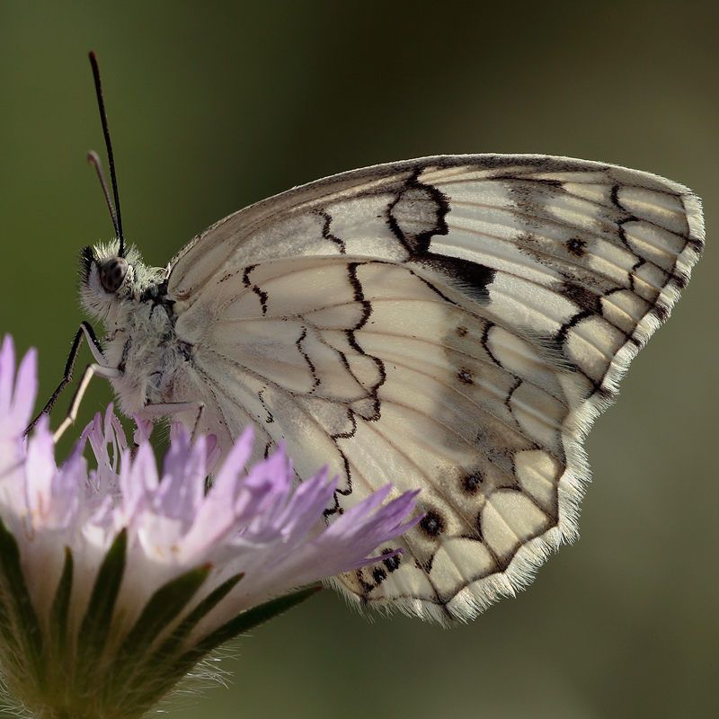 Melanargia grumi