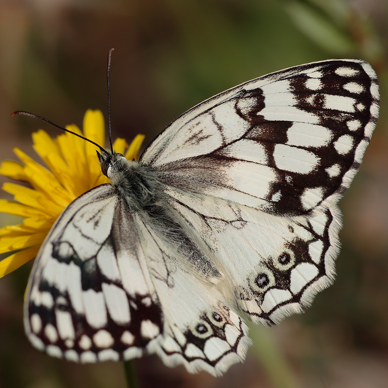 Melanargia grumi