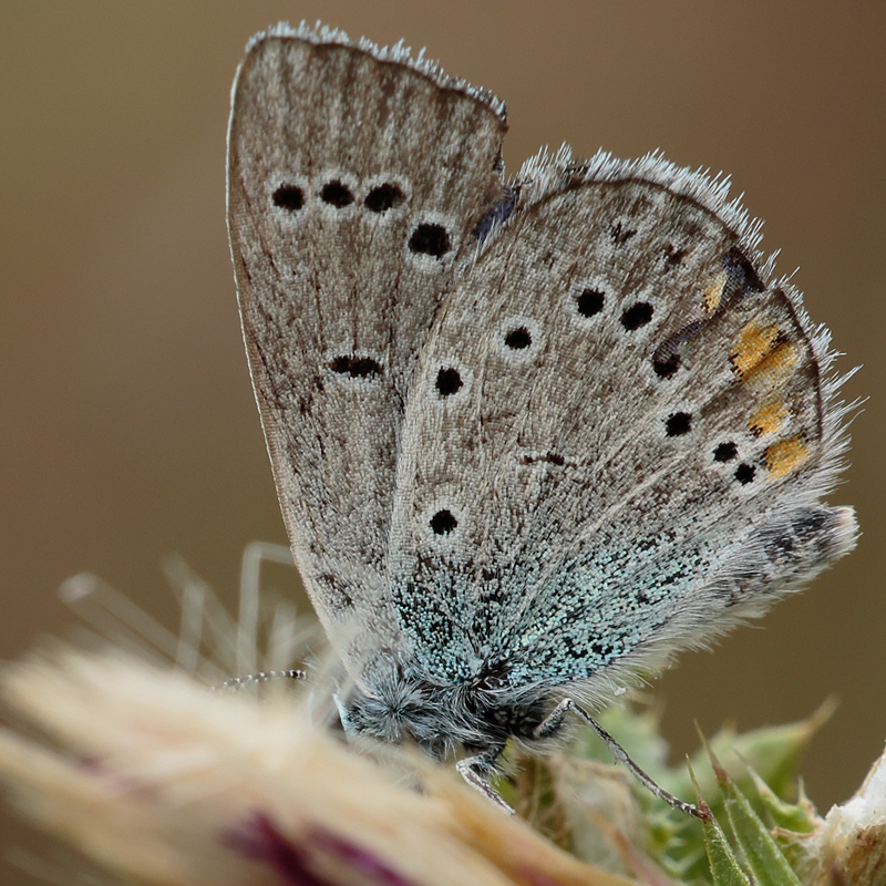 Cyaniris semiargus (antiochenus)